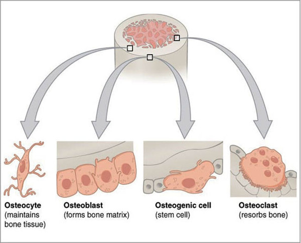 Figure 3-4 Osteocyte, osteoblast, osteogenic cell(stem cell), Osteoclast의 모식도. 피질골과 해면골으로 이루어지는 골구조(bone structure)